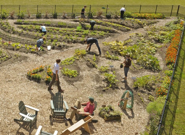 Students farming in the on campus plot